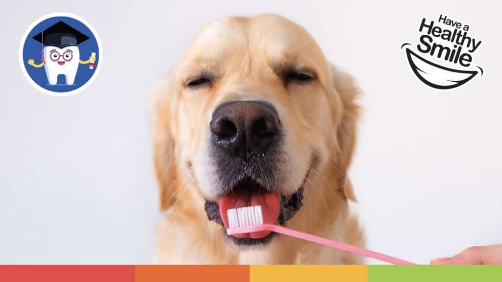 A dog having its teeth brushed