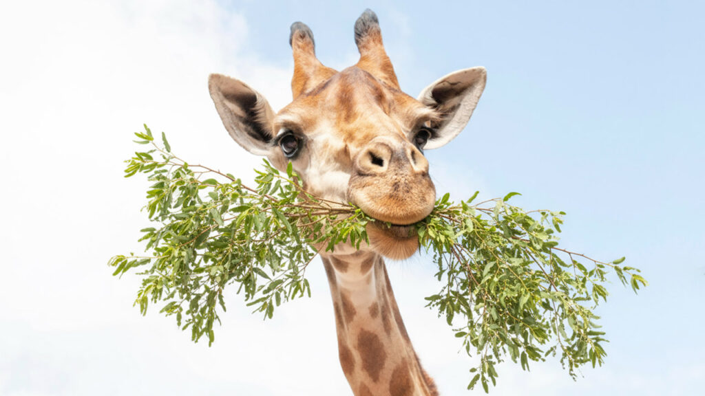 A giraffe chews on a mouthful of leaves and branches